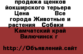 продажа щенков йокширского терьера › Цена ­ 25 000 - Все города Животные и растения » Собаки   . Камчатский край,Вилючинск г.